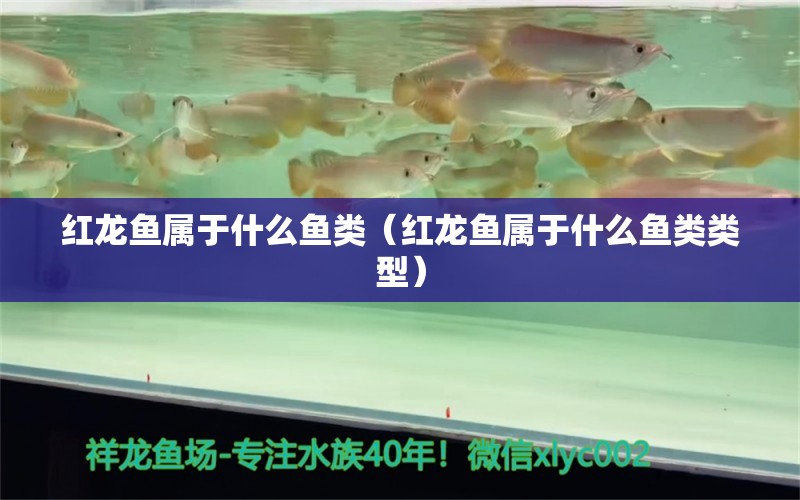 红龙鱼属于什么鱼类（红龙鱼属于什么鱼类类型） 龙鱼百科