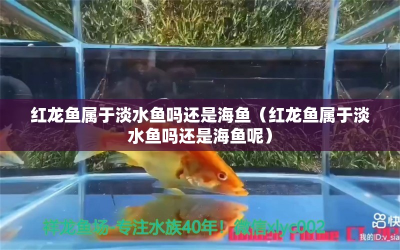 红龙鱼属于淡水鱼吗还是海鱼（红龙鱼属于淡水鱼吗还是海鱼呢） 水族主题相关