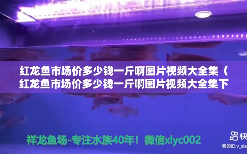 红龙鱼市场价多少钱一斤啊图片视频大全集（红龙鱼市场价多少钱一斤啊图片视频大全集下载）