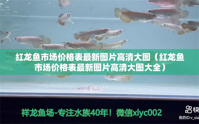 红龙鱼市场价格表最新图片高清大图（红龙鱼市场价格表最新图片高清大图大全）