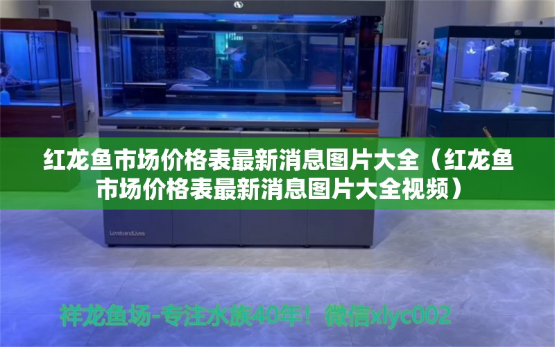 红龙鱼市场价格表最新消息图片大全（红龙鱼市场价格表最新消息图片大全视频）