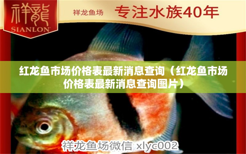 红龙鱼市场价格表最新消息查询（红龙鱼市场价格表最新消息查询图片） 龙鱼百科