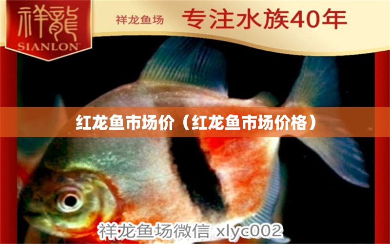 红龙鱼市场价（红龙鱼市场价格） 网上购买观赏鱼