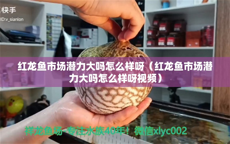 红龙鱼市场潜力大吗怎么样呀（红龙鱼市场潜力大吗怎么样呀视频）