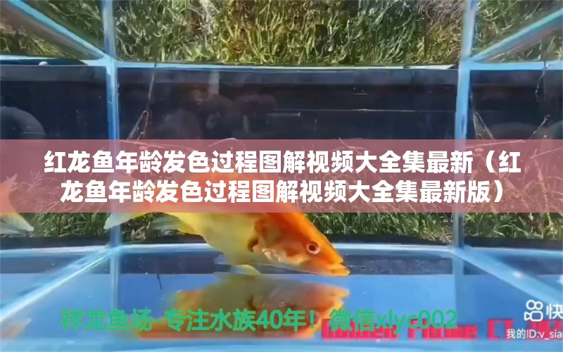 红龙鱼年龄发色过程图解视频大全集最新（红龙鱼年龄发色过程图解视频大全集最新版）