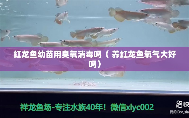 红龙鱼幼苗用臭氧消毒吗（ 养红龙鱼氧气大好吗）