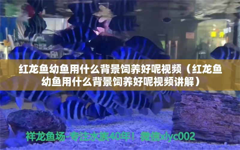 红龙鱼幼鱼用什么背景饲养好呢视频（红龙鱼幼鱼用什么背景饲养好呢视频讲解）