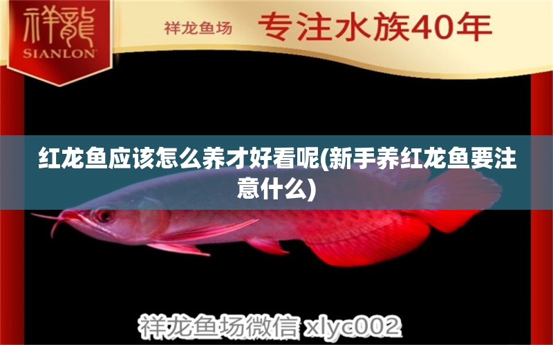 红龙鱼应该怎么养才好看呢(新手养红龙鱼要注意什么) 水族品牌 第1张