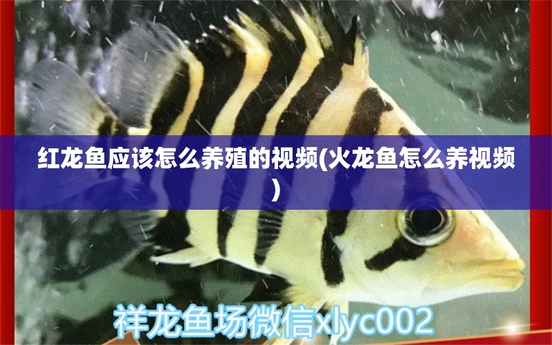 红龙鱼应该怎么养殖的视频(火龙鱼怎么养视频) 水族世界