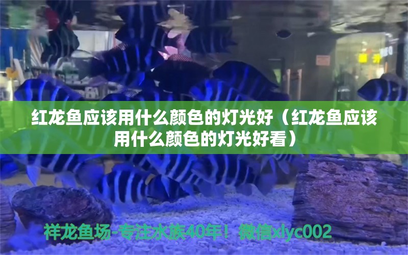 红龙鱼应该用什么颜色的灯光好（红龙鱼应该用什么颜色的灯光好看） 印尼红龙鱼