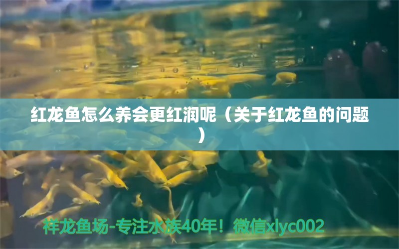 红龙鱼怎么养会更红润呢（关于红龙鱼的问题） 水族问答 第2张