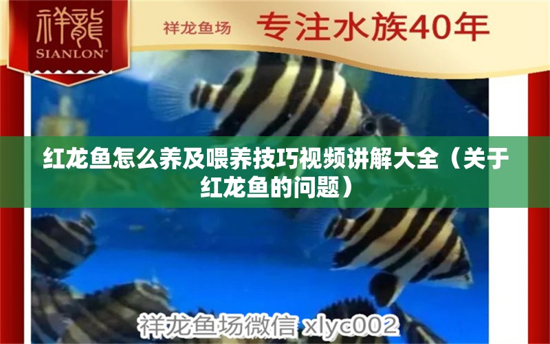 红龙鱼怎么养及喂养技巧视频讲解大全（关于红龙鱼的问题） 水族问答 第2张