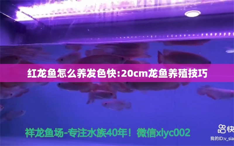 红龙鱼怎么养发色快:20cm龙鱼养殖技巧 龙鱼批发