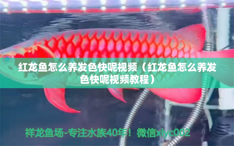 红龙鱼怎么养发色快呢视频（红龙鱼怎么养发色快呢视频教程）