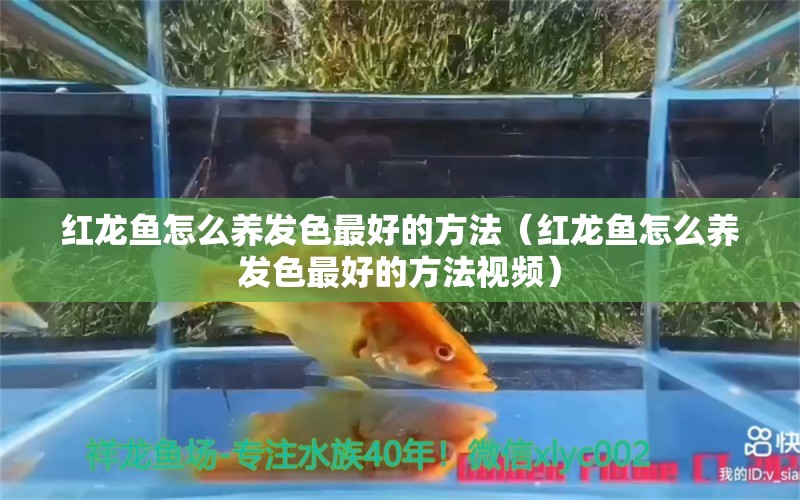 红龙鱼怎么养发色最好的方法（红龙鱼怎么养发色最好的方法视频） 祥龙水族医院