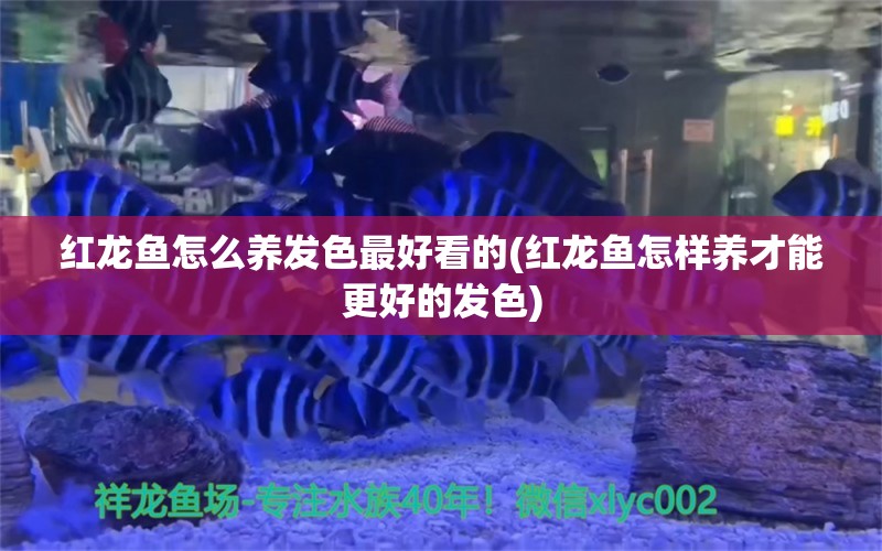 红龙鱼怎么养发色最好看的(红龙鱼怎样养才能更好的发色) 帝王迷宫鱼 第1张