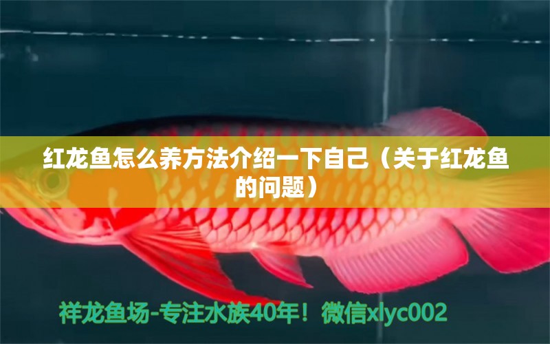 红龙鱼怎么养方法介绍一下自己（关于红龙鱼的问题） 水族问答 第2张