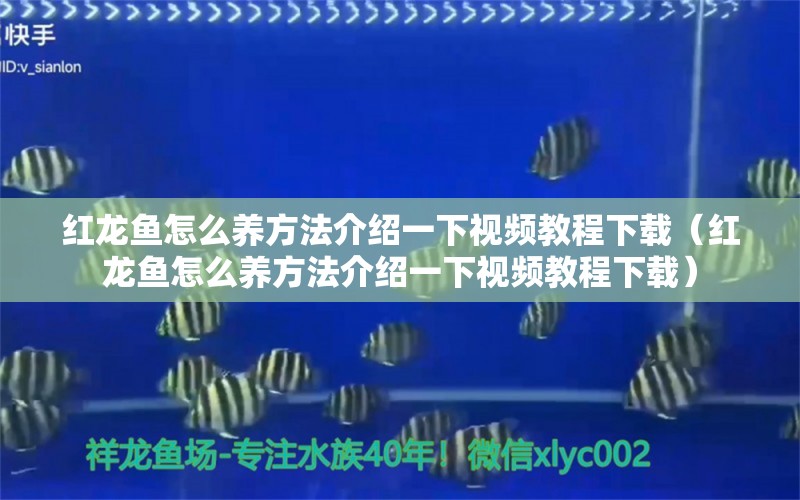 红龙鱼怎么养方法介绍一下视频教程下载（红龙鱼怎么养方法介绍一下视频教程下载） 龙鱼百科