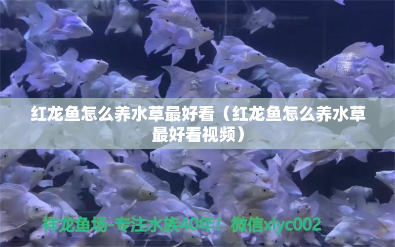 红龙鱼怎么养水草最好看（红龙鱼怎么养水草最好看视频）