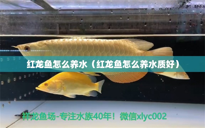 红龙鱼怎么养水（红龙鱼怎么养水质好） 印尼红龙鱼