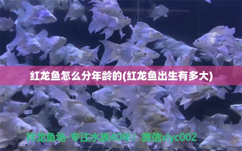 红龙鱼怎么分年龄的(红龙鱼出生有多大) 福满钻鱼