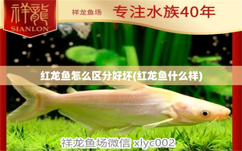 红龙鱼怎么区分好坏(红龙鱼什么样) 祥龙水族护理水