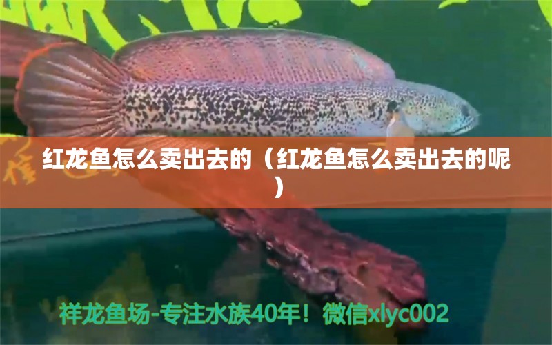 红龙鱼怎么卖出去的（红龙鱼怎么卖出去的呢） 网上购买观赏鱼