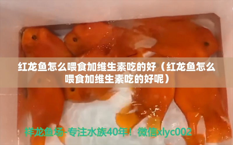 红龙鱼怎么喂食加维生素吃的好（红龙鱼怎么喂食加维生素吃的好呢）