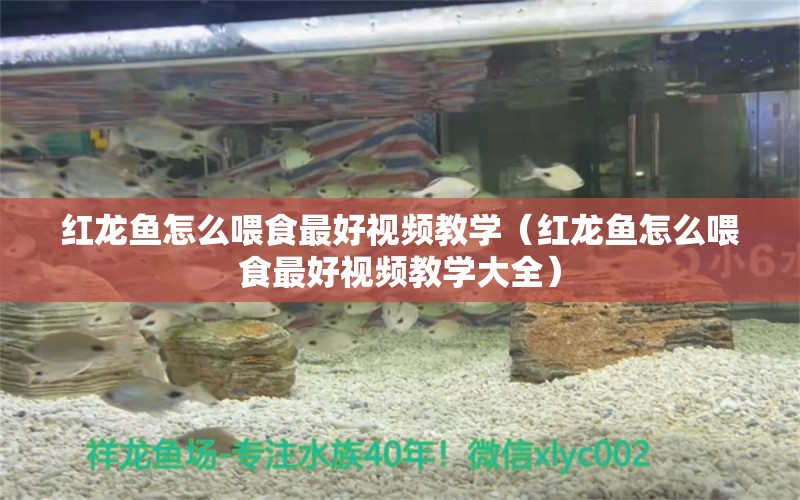 红龙鱼怎么喂食最好视频教学（红龙鱼怎么喂食最好视频教学大全） 龙鱼百科