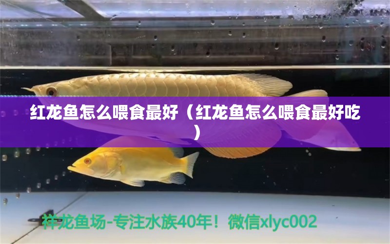 红龙鱼怎么喂食最好（红龙鱼怎么喂食最好吃）