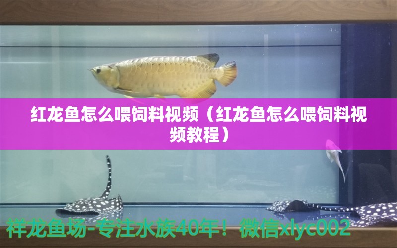红龙鱼怎么喂饲料视频（红龙鱼怎么喂饲料视频教程） 龙鱼百科
