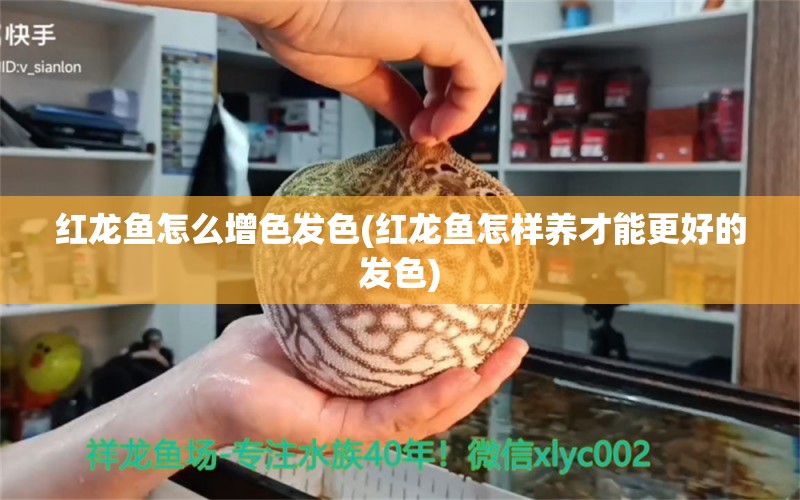 红龙鱼怎么增色发色(红龙鱼怎样养才能更好的发色) 广州水族器材滤材批发市场