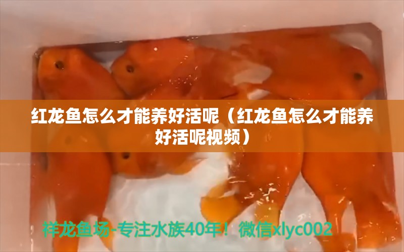 红龙鱼怎么才能养好活呢（红龙鱼怎么才能养好活呢视频） 龙鱼百科