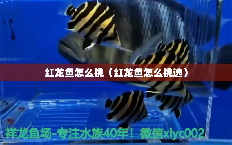 红龙鱼怎么挑（红龙鱼怎么挑选） 广州龙鱼批发市场