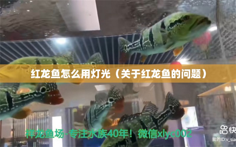 红龙鱼怎么用灯光（关于红龙鱼的问题） 水族问答 第1张