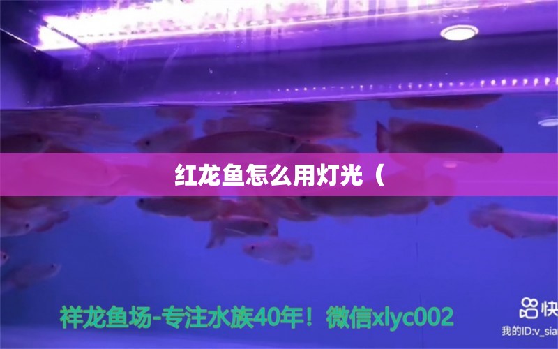 红龙鱼怎么用灯光（ 水族问答 第1张