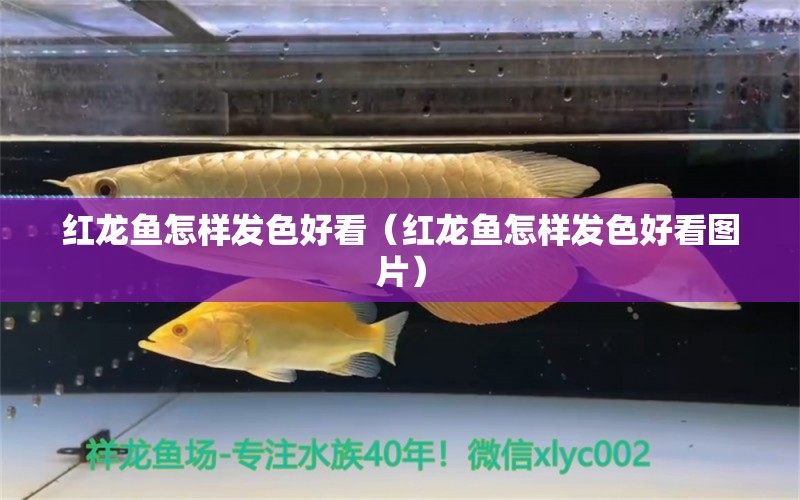 红龙鱼怎样发色好看（红龙鱼怎样发色好看图片） 祥龙水族医院