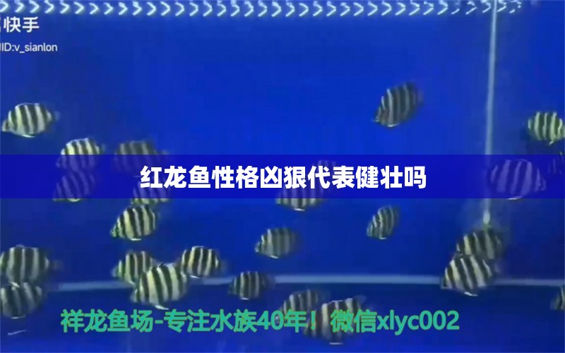 红龙鱼性格凶狠代表健壮吗 龙鱼百科 第1张