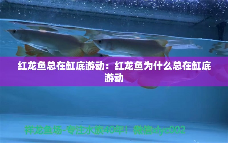 红龙鱼总在缸底游动：红龙鱼为什么总在缸底游动