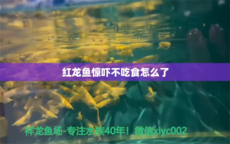 红龙鱼惊吓不吃食怎么了 龙鱼批发