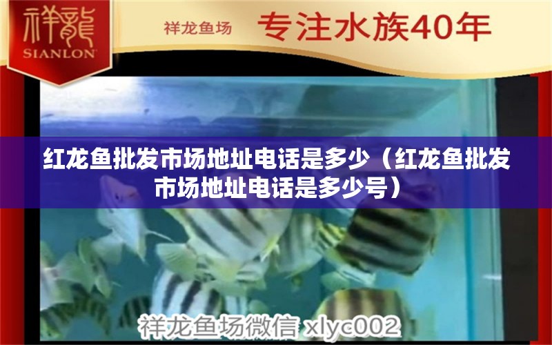 红龙鱼批发市场地址电话是多少（红龙鱼批发市场地址电话是多少号） 龙鱼批发