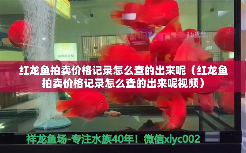 红龙鱼拍卖价格记录怎么查的出来呢（红龙鱼拍卖价格记录怎么查的出来呢视频）