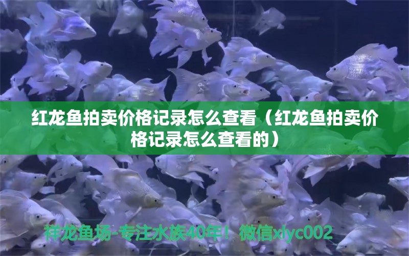 红龙鱼拍卖价格记录怎么查看（红龙鱼拍卖价格记录怎么查看的）