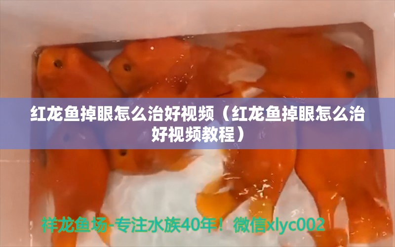 红龙鱼掉眼怎么治好视频（红龙鱼掉眼怎么治好视频教程） 龙鱼百科