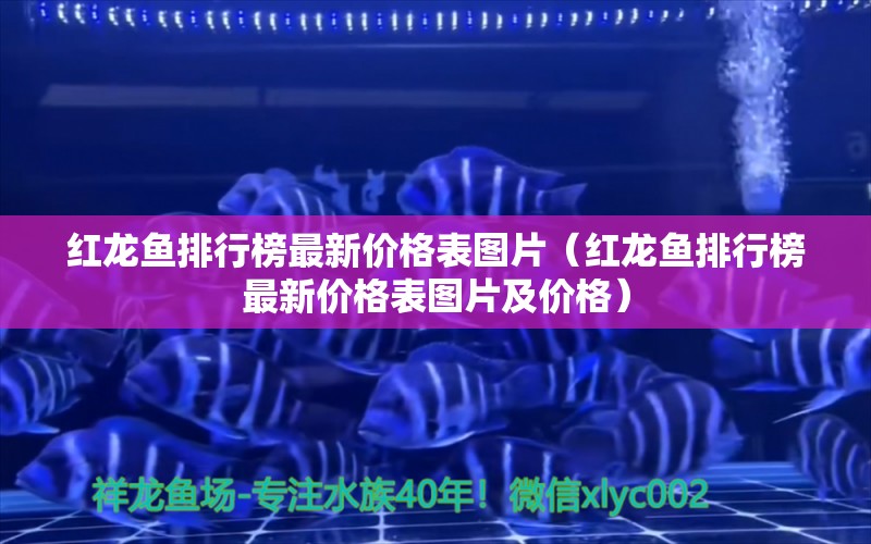 红龙鱼排行榜最新价格表图片（红龙鱼排行榜最新价格表图片及价格）