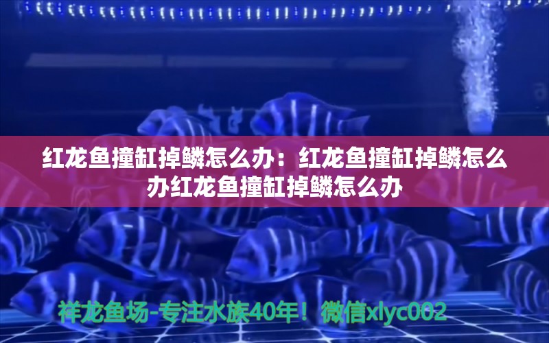 红龙鱼撞缸掉鳞怎么办：红龙鱼撞缸掉鳞怎么办红龙鱼撞缸掉鳞怎么办