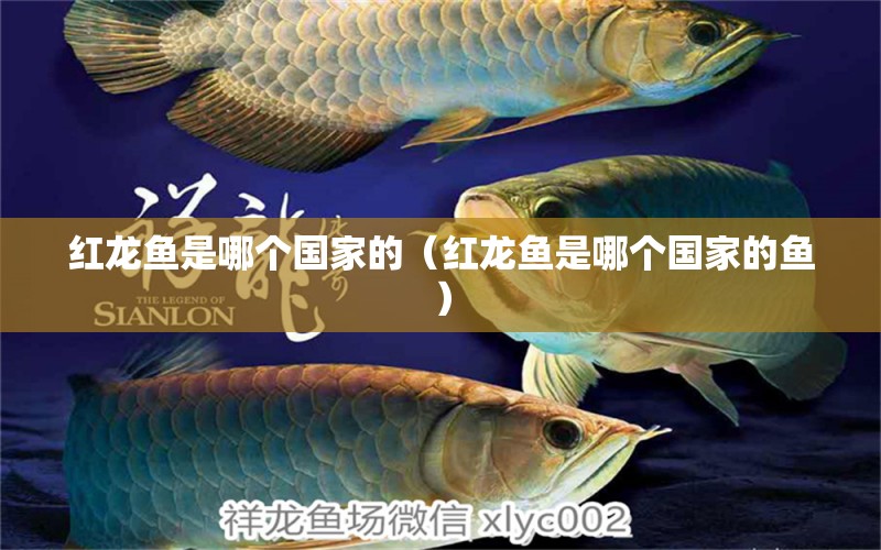 红龙鱼是哪个国家的（红龙鱼是哪个国家的鱼） 祥龙水族医院