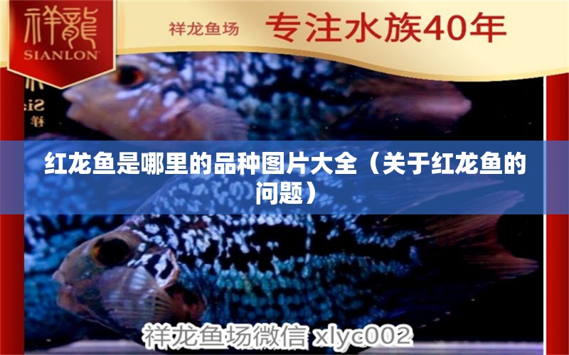 红龙鱼是哪里的品种图片大全（关于红龙鱼的问题） 水族问答 第2张