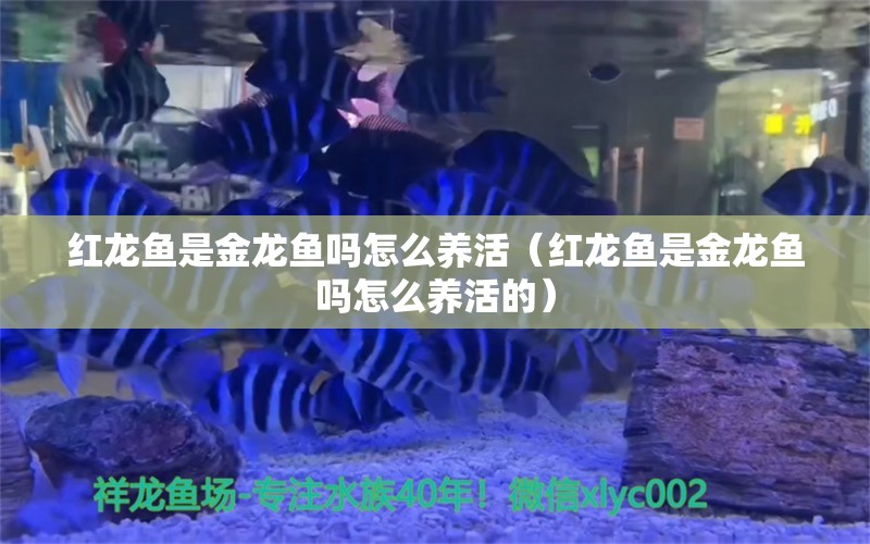 红龙鱼是金龙鱼吗怎么养活（红龙鱼是金龙鱼吗怎么养活的） 观赏鱼市场（混养鱼）