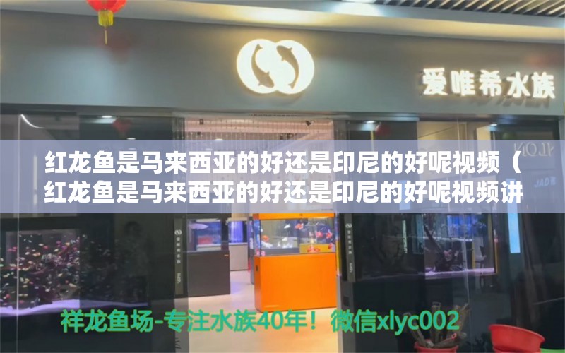 红龙鱼是马来西亚的好还是印尼的好呢视频（红龙鱼是马来西亚的好还是印尼的好呢视频讲解）